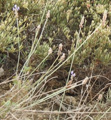Lavandula multifida
