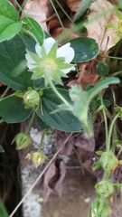Potentilla montana