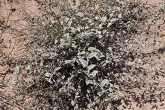 Sida fibulifera