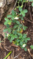 Potentilla montana