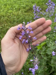 Nepeta × faassenii