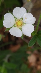 Potentilla montana