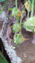 Potentilla montana