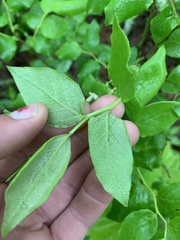 Vaccinium erythrocarpum