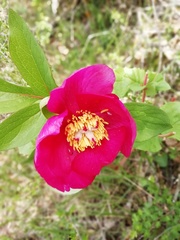 Paeonia mascula