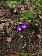 Scutellaria dumetorum