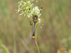Libelloides ictericus