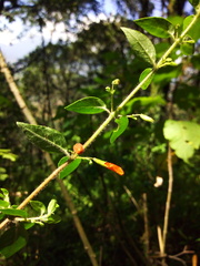 Clinopodium macrostemum
