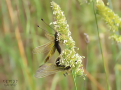 Libelloides ictericus