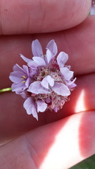 Armeria maritima