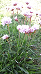 Armeria maritima