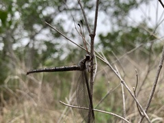 Ascaloptynx appendiculata