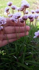 Armeria maritima