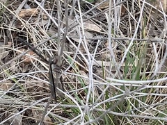Ascaloptynx appendiculata