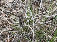 Ascaloptynx appendiculata