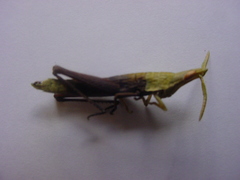 Calamacris clendoni