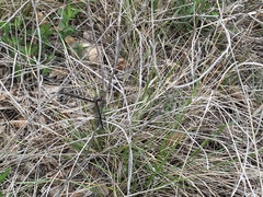 Ascaloptynx appendiculata