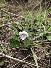 Viola grahamii