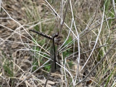 Ascaloptynx appendiculata