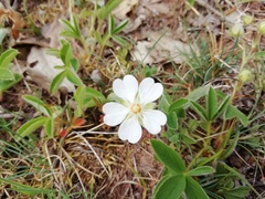 Potentilla montana