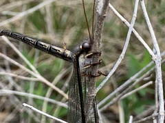 Ascaloptynx appendiculata