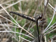 Ascaloptynx appendiculata