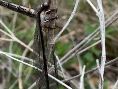 Ascaloptynx appendiculata