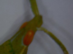 Calamacris clendoni