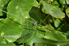 Habronattus coecatus