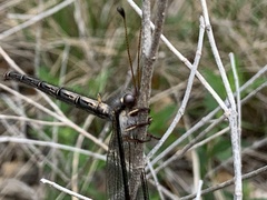 Ascaloptynx appendiculata