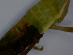 Calamacris clendoni