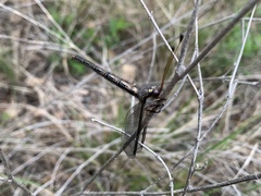 Ascaloptynx appendiculata
