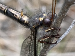 Ascaloptynx appendiculata