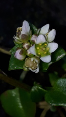 Cochlearia danica