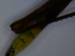 Calamacris clendoni