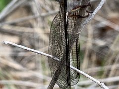 Ascaloptynx appendiculata