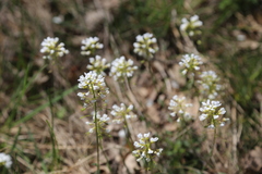 Noccaea goesingensis