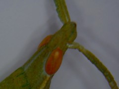 Calamacris clendoni