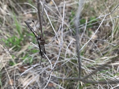 Ascaloptynx appendiculata