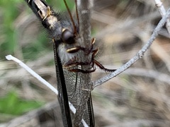 Ascaloptynx appendiculata