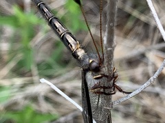 Ascaloptynx appendiculata