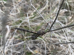 Ascaloptynx appendiculata