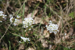 Noccaea goesingensis