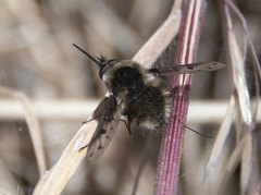 Bombylius pygmaeus