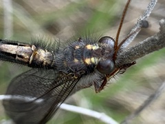 Ascaloptynx appendiculata