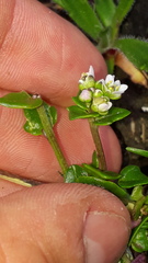 Cochlearia danica