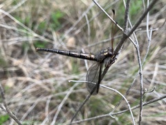 Ascaloptynx appendiculata