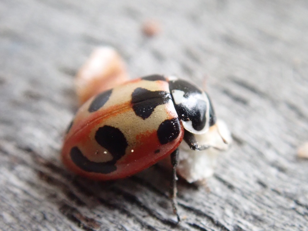 Parenthesis Lady Beetle