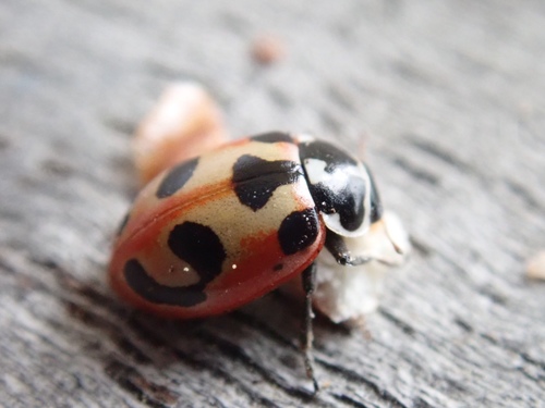 Parenthesis Lady Beetle
