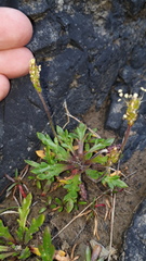 Plantago coronopus